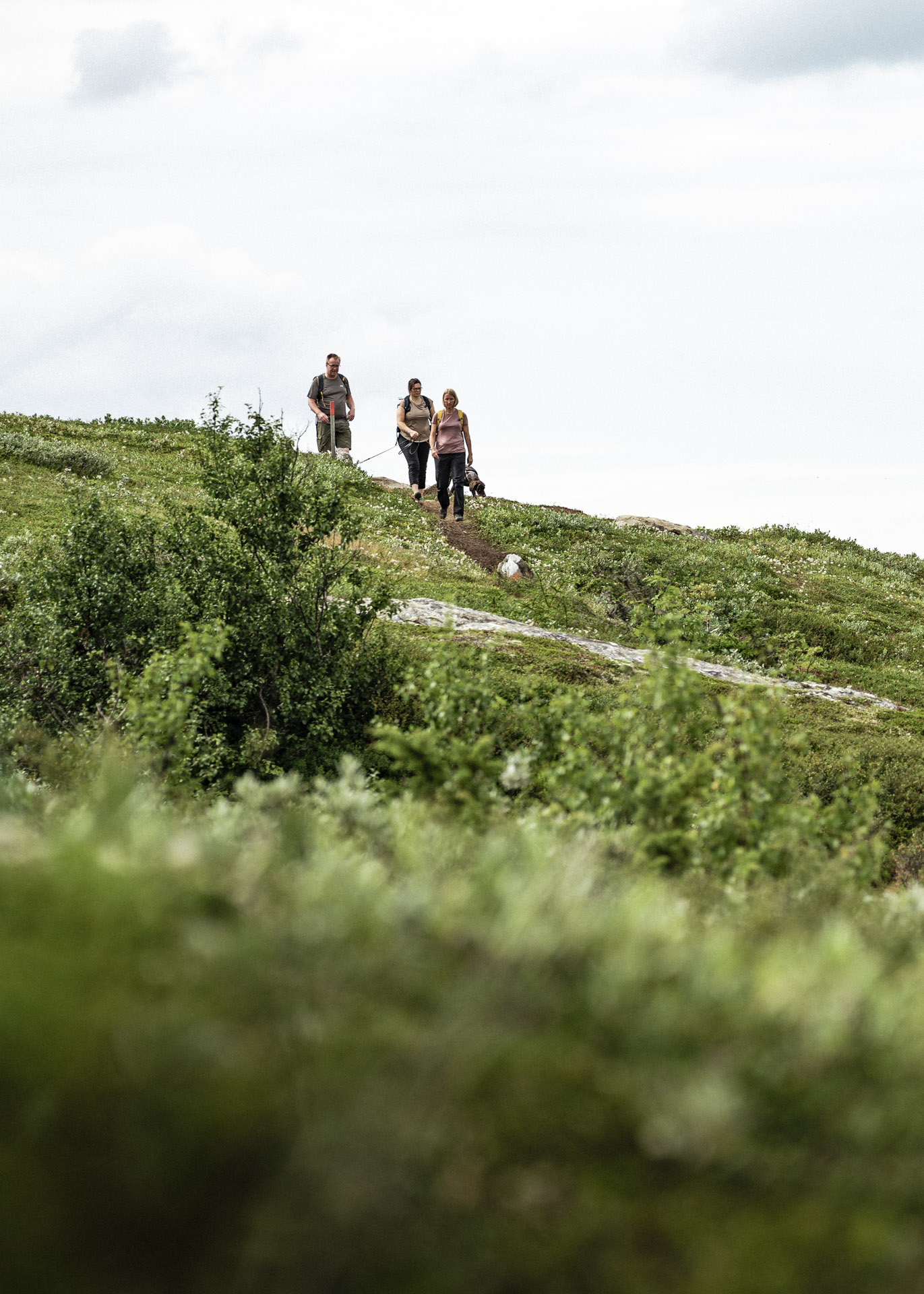 Fjällvandring i Trillevallen under sommaren i Södra Årefjällen